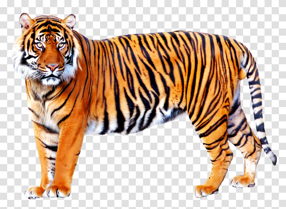 Standing Tiger Images, Wildlife, Mammal, Animal, Zebra Transparent Png