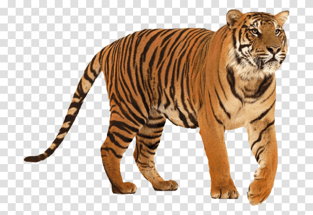 Standing Tiger Tiger, Wildlife, Mammal, Animal, Zebra Transparent Png