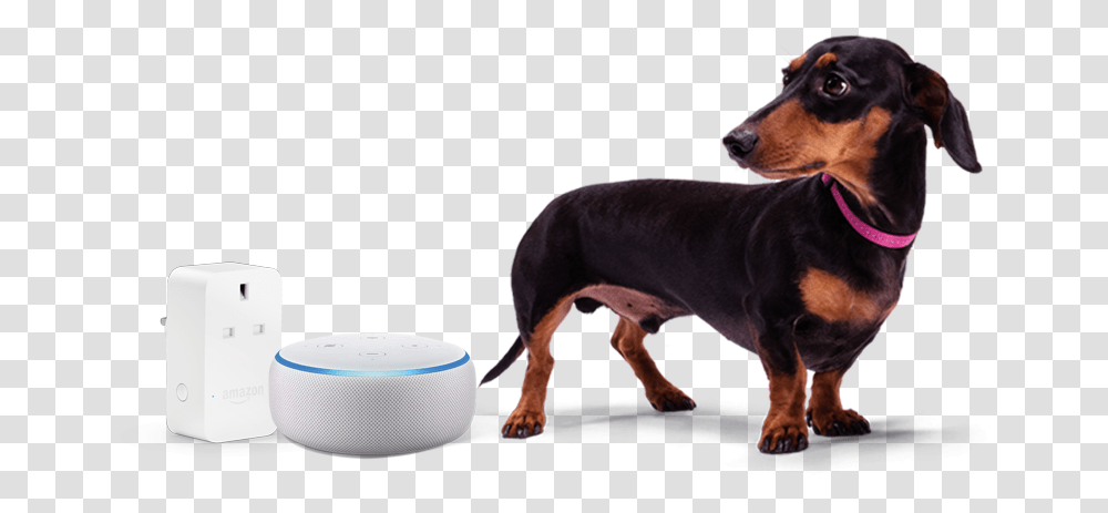 Stanley And Amazon Echo Dot And Plug, Dog, Pet, Canine, Animal Transparent Png