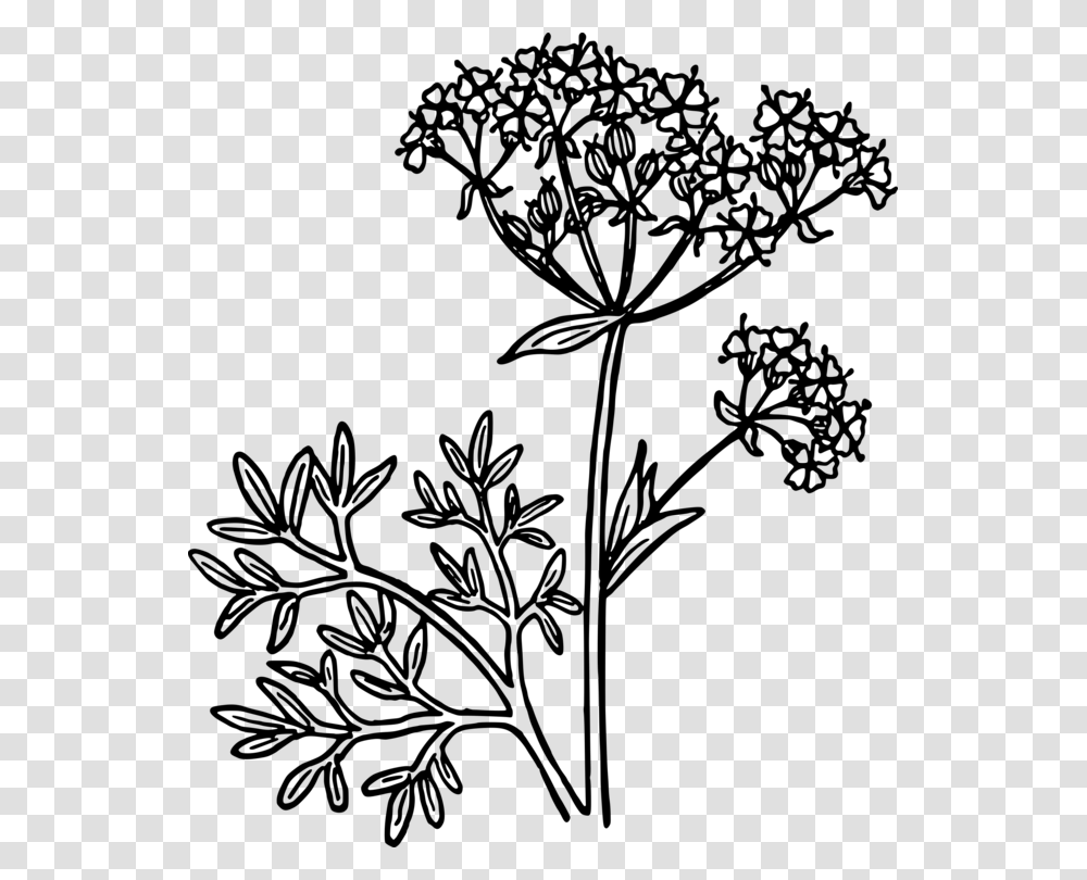 Star Anise Drawing Plants Herb, Gray, World Of Warcraft Transparent Png