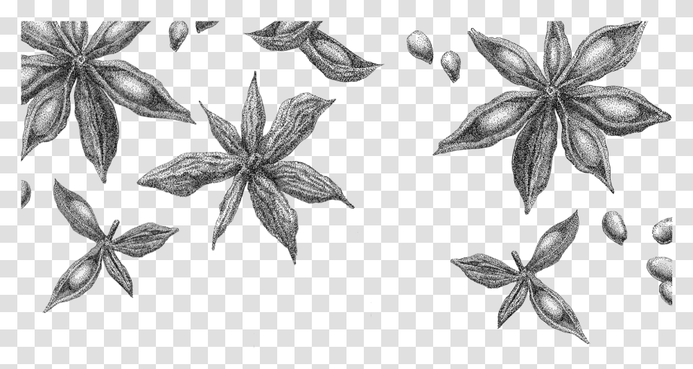 Star Anise Rev Sketch Star Anise Drawing, Leaf, Plant, Tree, Maple Leaf Transparent Png