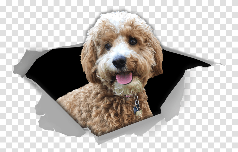 Star Doodle, Dog, Pet, Canine, Animal Transparent Png