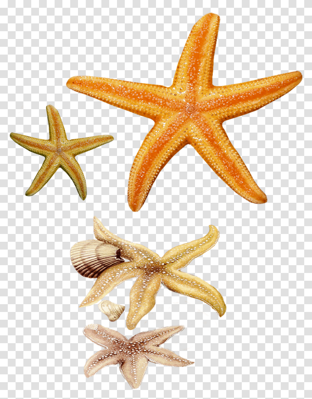 Star Fish Images And Clipart Free Fish Star, Starfish, Invertebrate, Sea Life, Animal Transparent Png