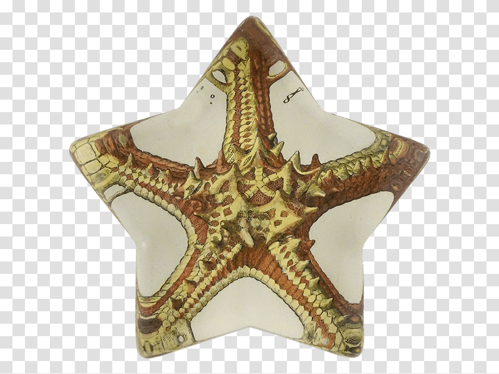 Star Fish, Sea Life, Animal, Invertebrate, Starfish Transparent Png