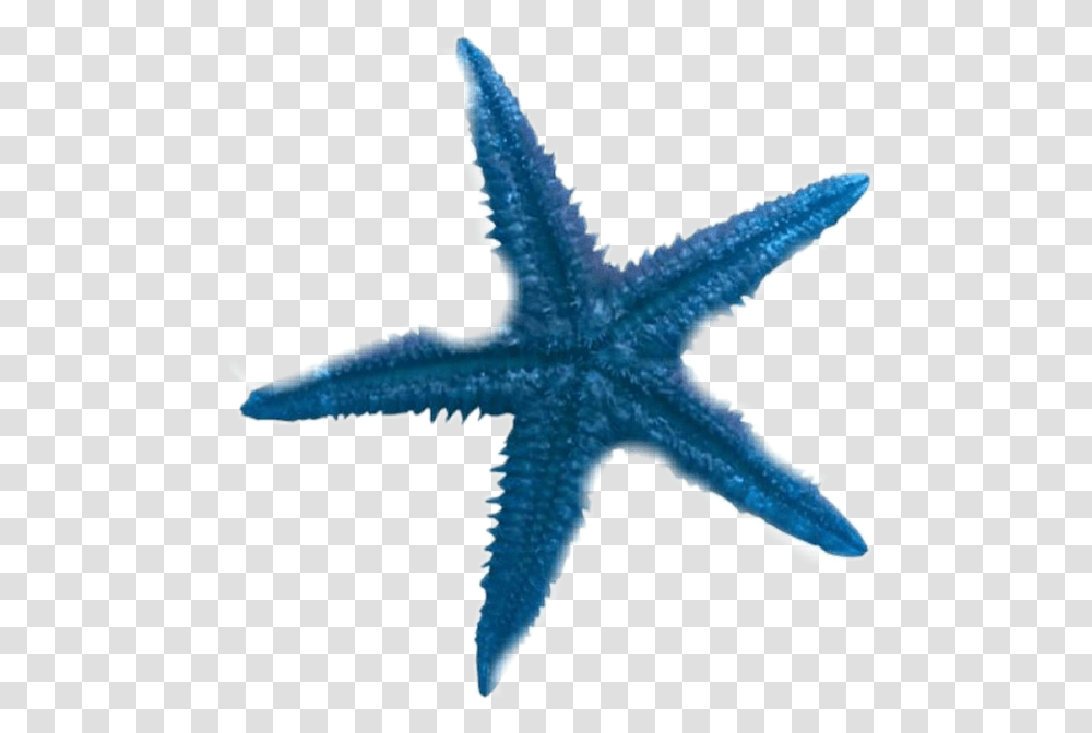 Star Fish Starfish Sea Blue Sticker By Savannah Blue Starfish Clipart, Sea Life, Animal, Invertebrate, Cross Transparent Png
