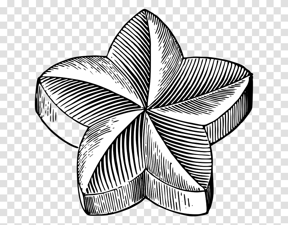 Star Flower Shape Free Vector Graphic On Pixabay Star Flower Drawing, Symbol, Star Symbol, Zebra, Wildlife Transparent Png