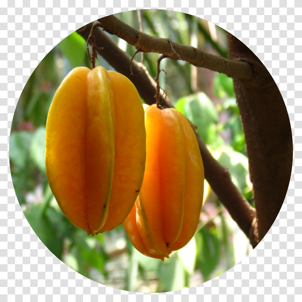 Star Fruit Star Fruit On The Tree Transparent Png