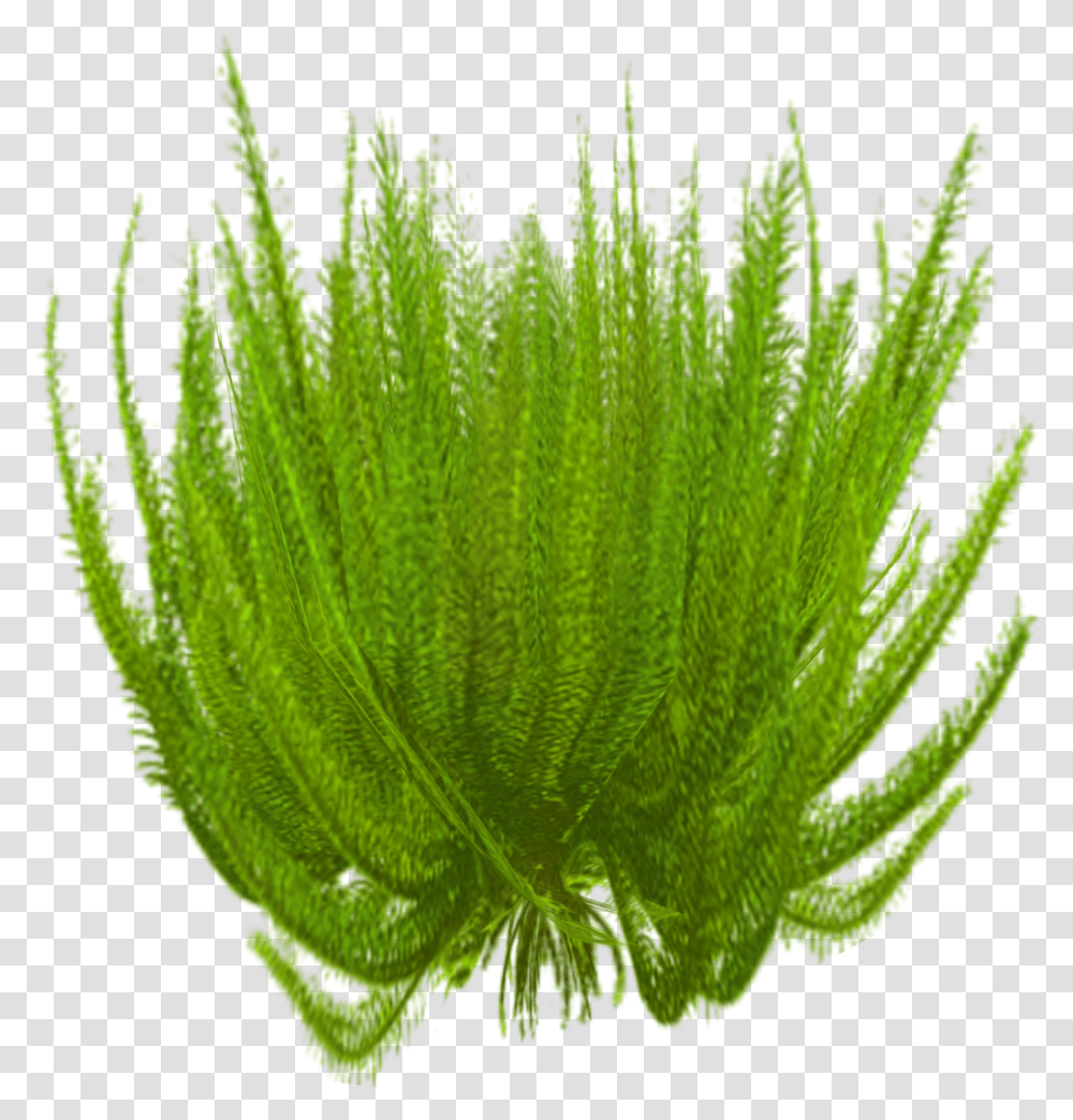 Star Grass, Leaf, Plant, Green, Moss Transparent Png