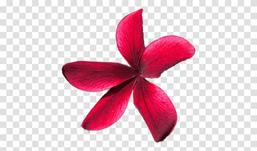 Star Icon, Petal, Flower, Plant, Blossom Transparent Png