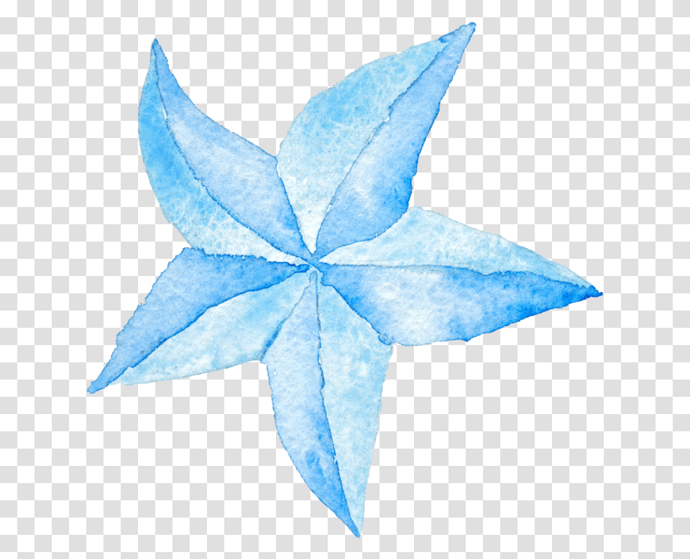 Star Lanterns, Leaf, Plant, Star Symbol, Maple Leaf Transparent Png