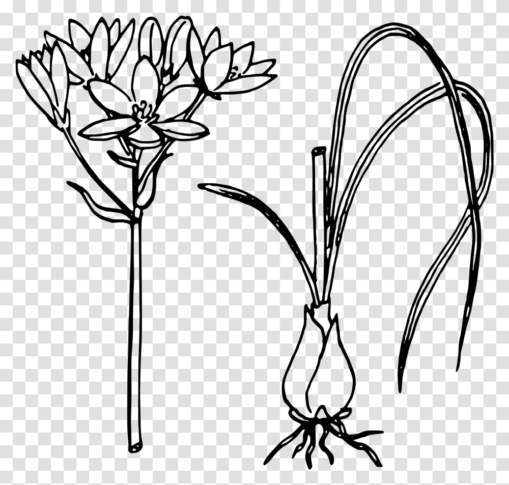 Star Of Bethlehem Clip Arts Onion Leaves Black And White, Gray, World Of Warcraft Transparent Png