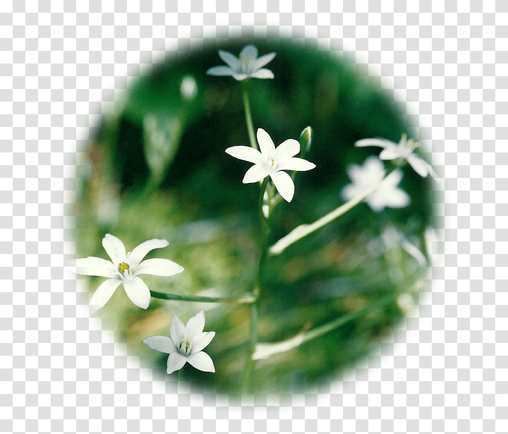 Star Of Bethlehem Jasmine, Plant, Flower, Blossom, Amaryllidaceae Transparent Png
