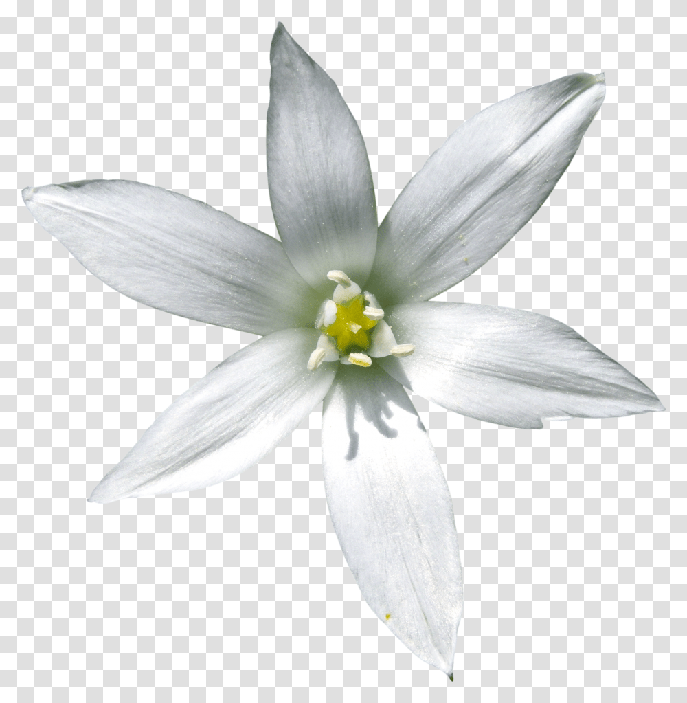 Star Of Bethlehem, Plant, Flower, Blossom, Bird Transparent Png