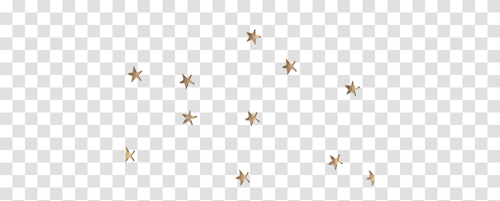 Star, Star Symbol, Antelope, Wildlife Transparent Png