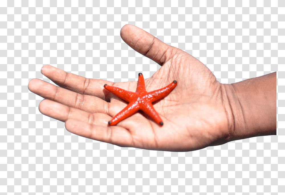 Starfish Clip, Holiday Transparent Png
