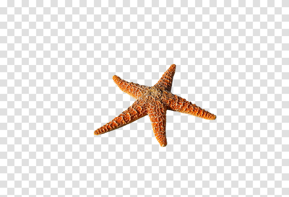 Starfish 960, Animals, Lizard, Reptile, Invertebrate Transparent Png