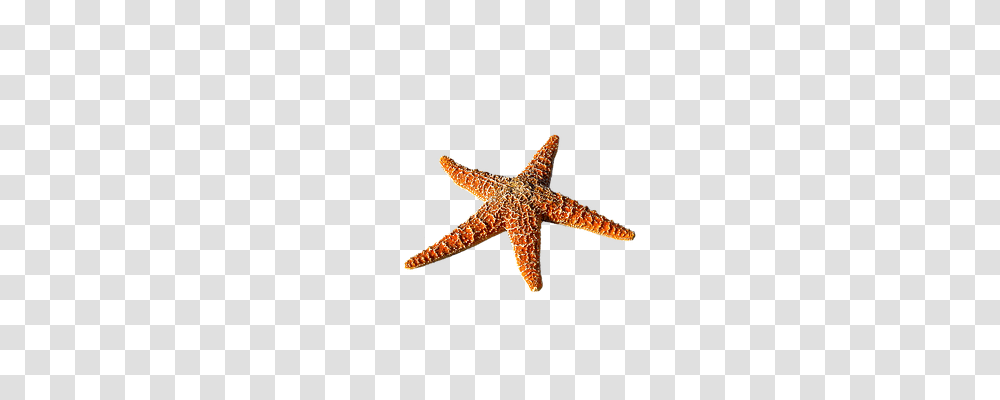 Starfish Animals, Lizard, Reptile, Invertebrate Transparent Png