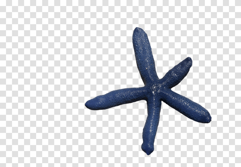 Starfish 960, Animals, Sea Life, Invertebrate, Lizard Transparent Png