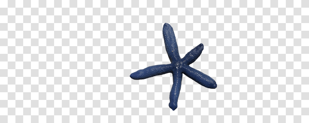 Starfish Animals, Sea Life, Invertebrate, Lizard Transparent Png