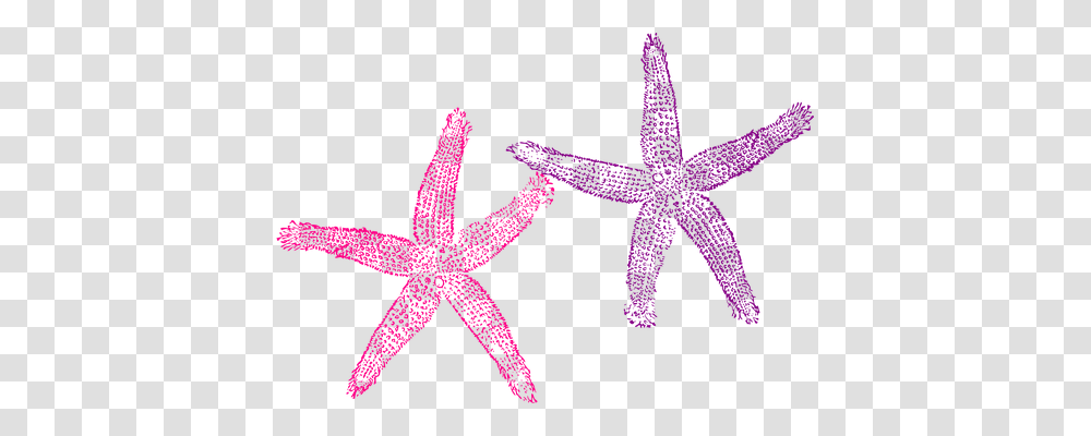 Starfish Holiday, Invertebrate, Sea Life, Animal Transparent Png