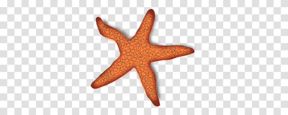 Starfish Holiday, Sea Life, Animal, Axe Transparent Png