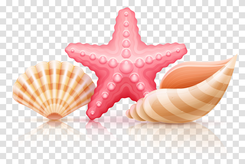 Starfish And Seashells Background Seashell Clipart, Sea Life, Animal, Invertebrate Transparent Png