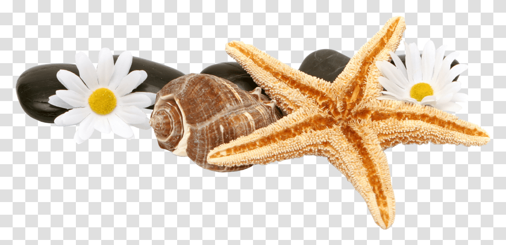 Starfish And Shells, Sea Life, Animal, Invertebrate, Turtle Transparent Png