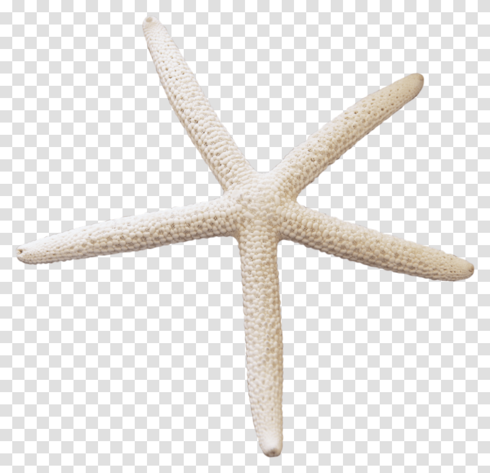 Starfish, Animals, Cross, Invertebrate Transparent Png