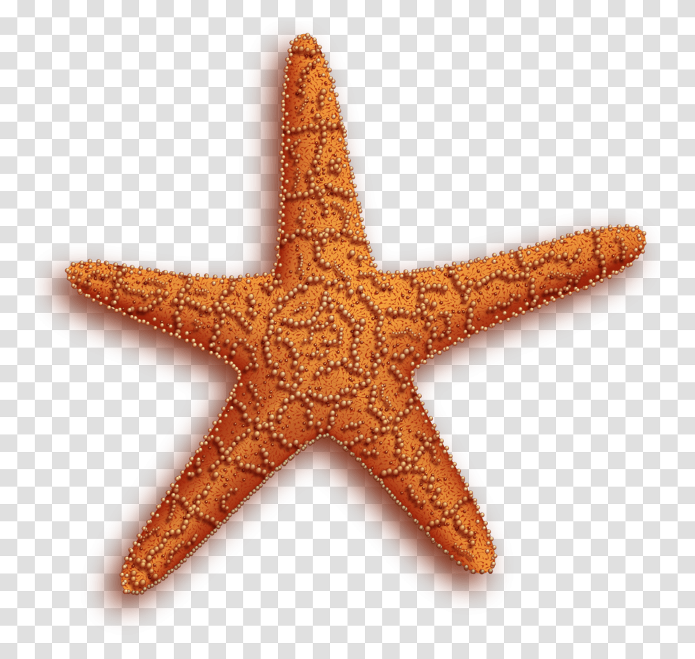 Starfish, Animals, Cross, Sea Life Transparent Png