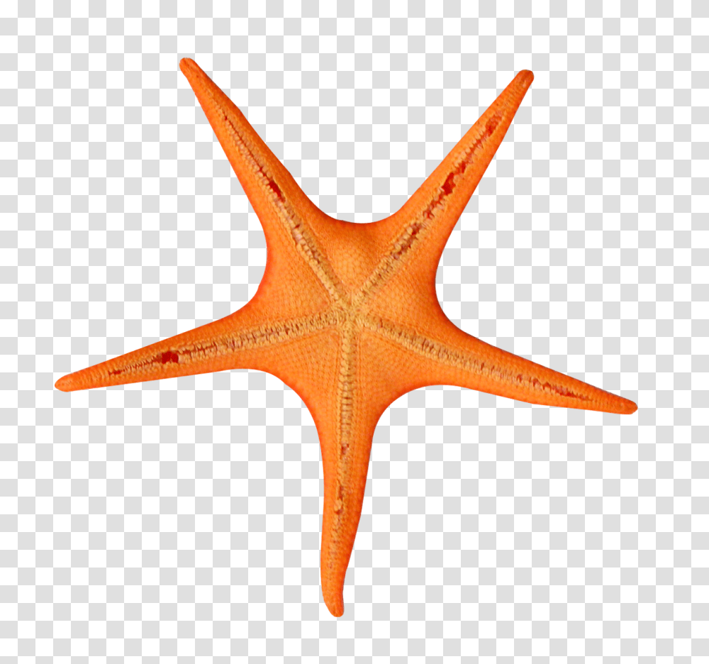 Starfish, Animals, Invertebrate, Sea Life, Axe Transparent Png