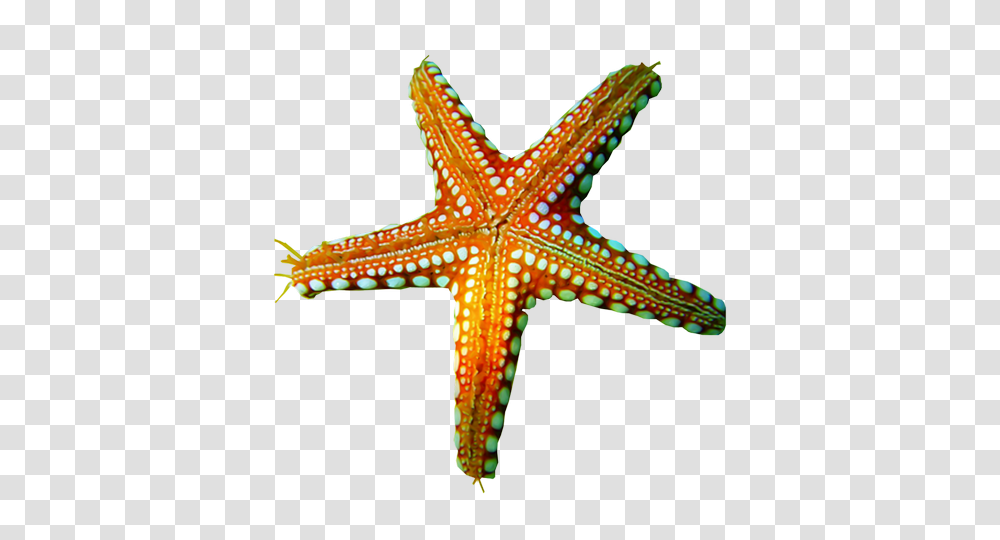 Starfish, Animals, Invertebrate, Sea Life, Cross Transparent Png