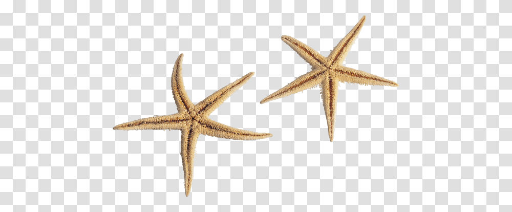 Starfish, Animals, Invertebrate, Sea Life, Cross Transparent Png