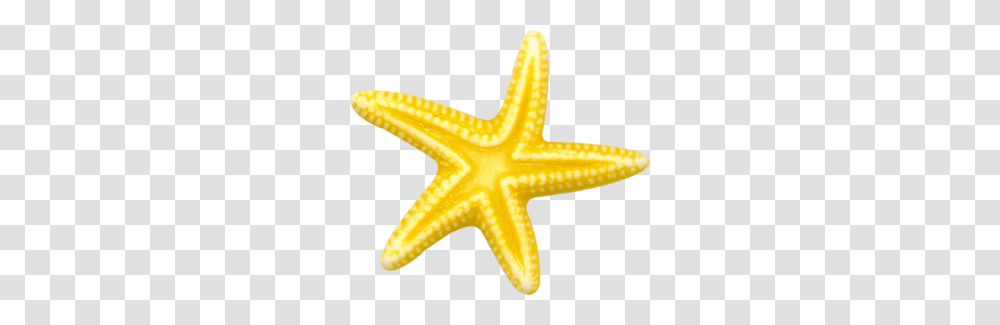 Starfish, Animals, Invertebrate, Sea Life, Fungus Transparent Png