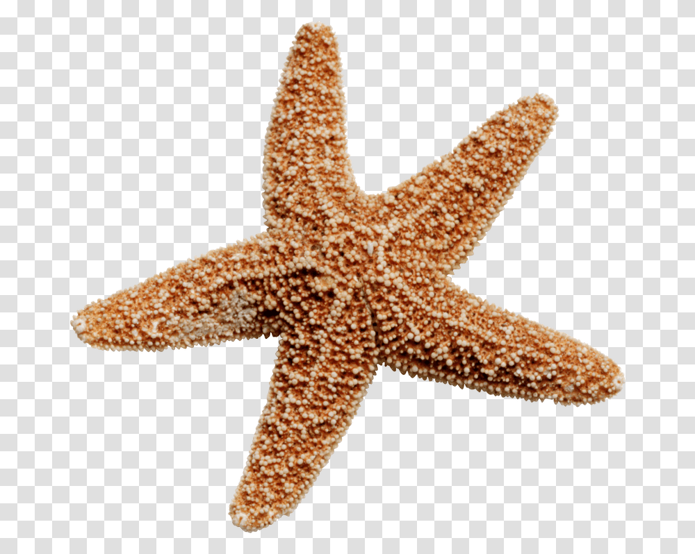 Starfish, Animals, Invertebrate, Sea Life, Lizard Transparent Png