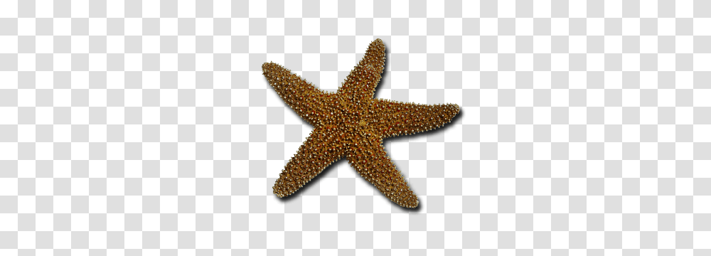 Starfish, Animals, Invertebrate, Sea Life, Rug Transparent Png