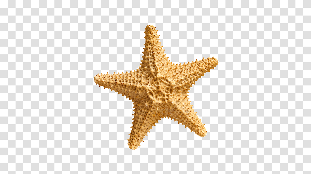 Starfish, Animals, Invertebrate, Sea Life Transparent Png