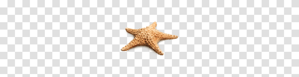 Starfish, Animals, Invertebrate, Sea Life Transparent Png