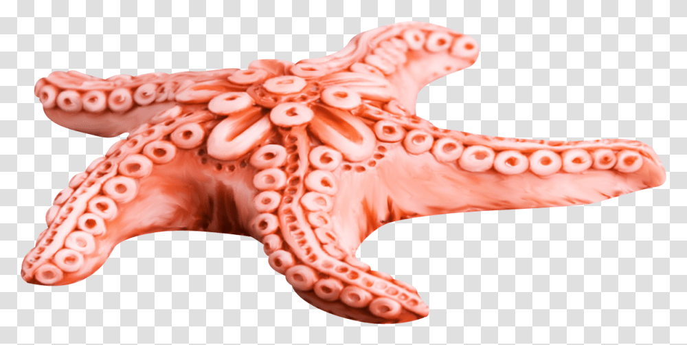 Starfish, Animals, Octopus, Invertebrate, Sea Life Transparent Png