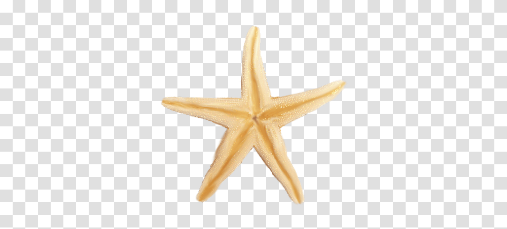 Starfish, Animals, Sea Life, Cross Transparent Png
