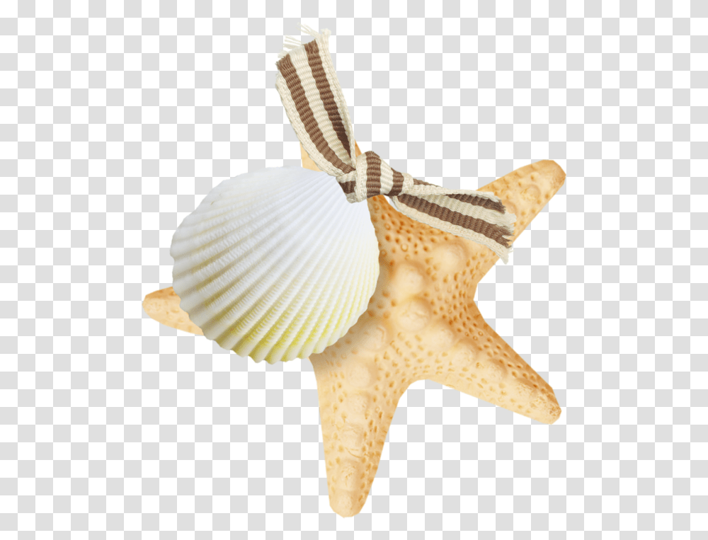 Starfish, Animals, Sea Life, Invertebrate, Seashell Transparent Png