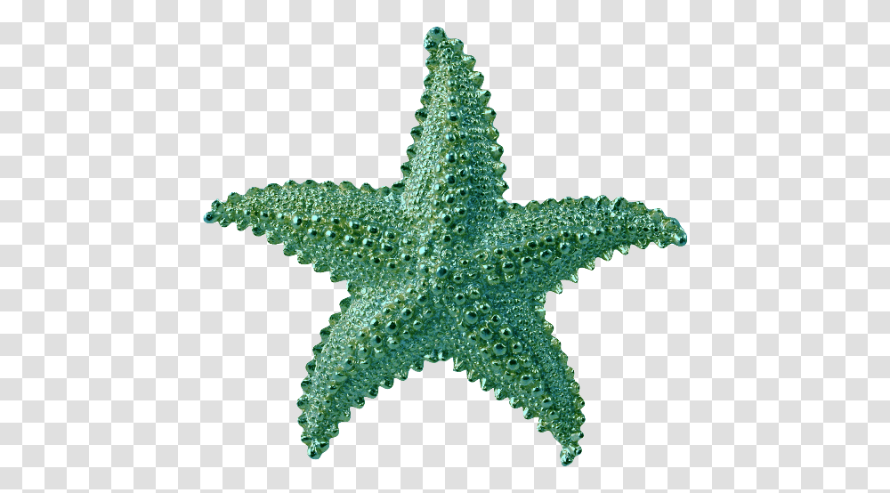 Starfish, Animals, Sea Life, Invertebrate, Star Symbol Transparent Png