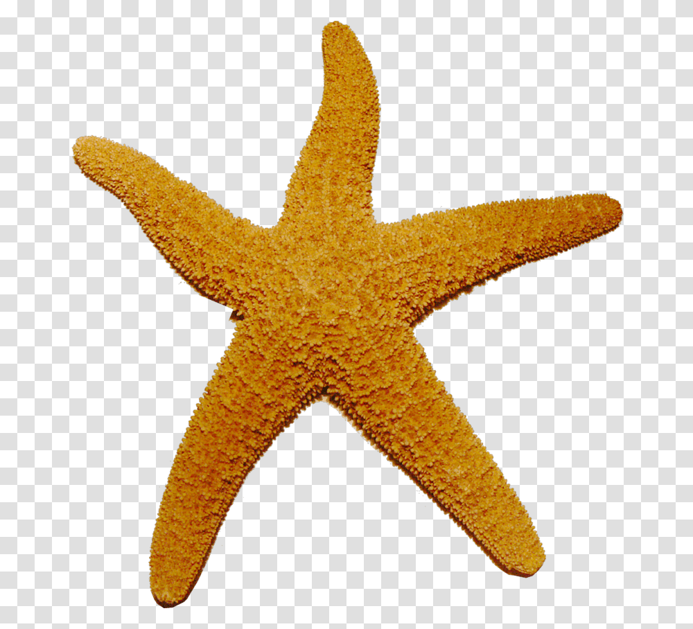 Starfish, Animals, Sea Life, Invertebrate, Toy Transparent Png