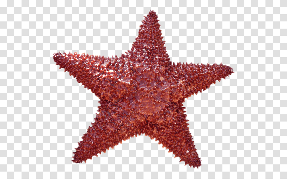 Starfish, Animals, Sea Life, Invertebrate Transparent Png