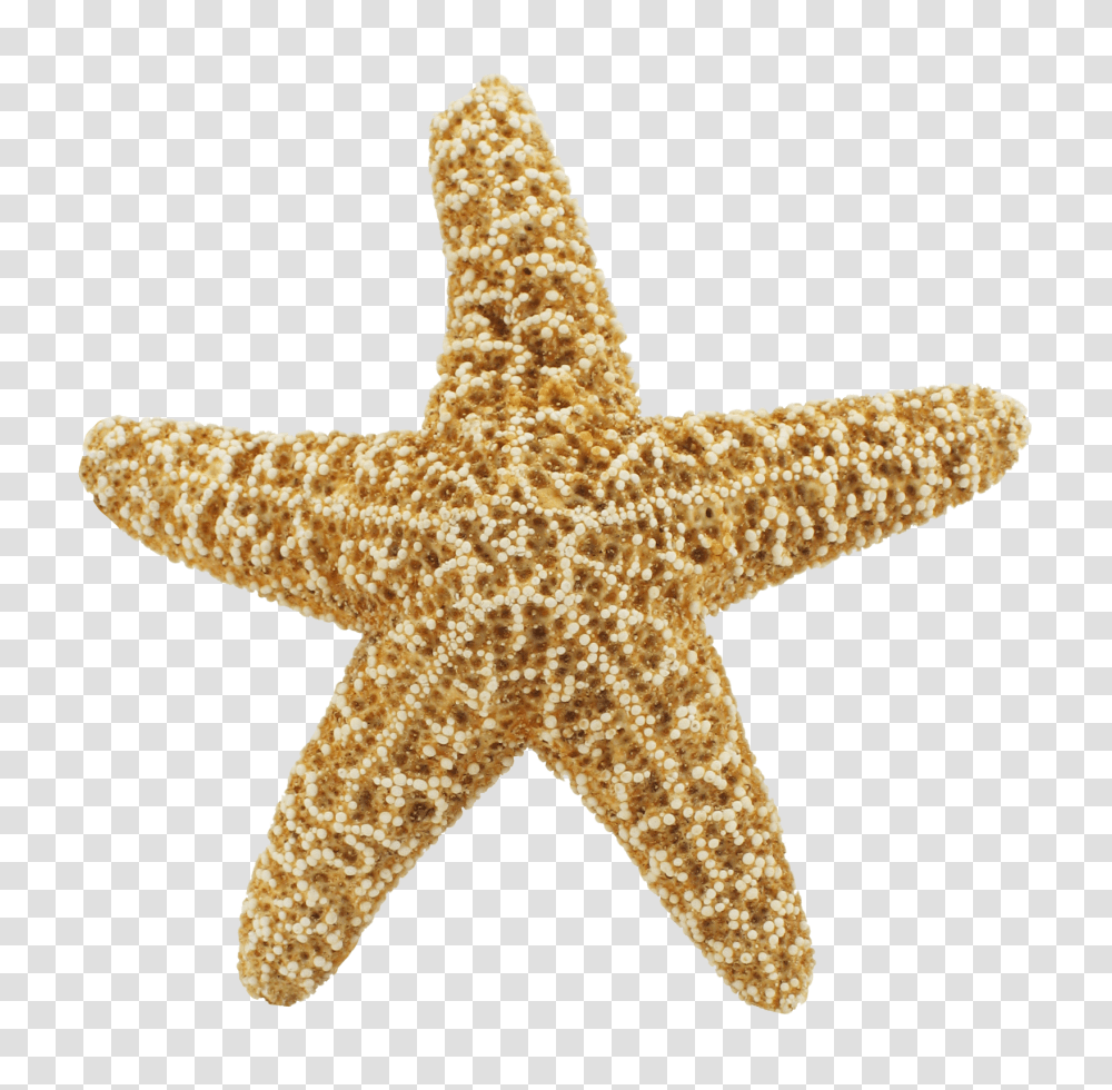 Starfish, Animals, Toy, Invertebrate, Sea Life Transparent Png