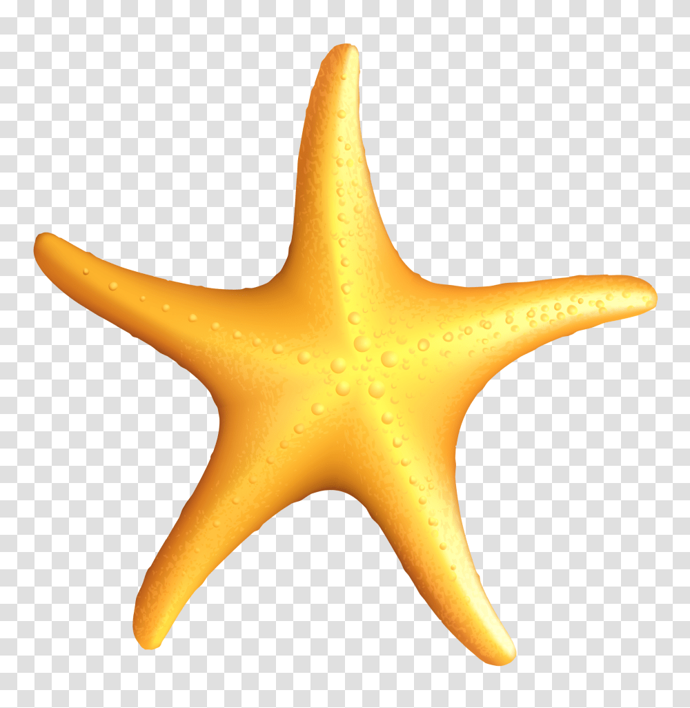 Starfish, Animals Transparent Png