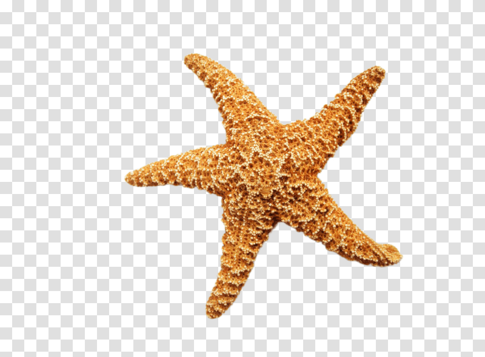 Starfish Background Free Background Starfish, Lizard, Reptile, Animal, Sea Life Transparent Png