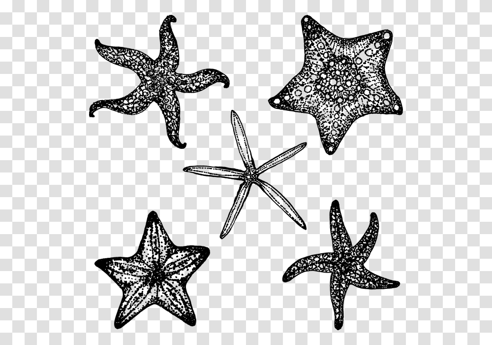 Starfish Black And White Simple, Gray, World Of Warcraft Transparent Png