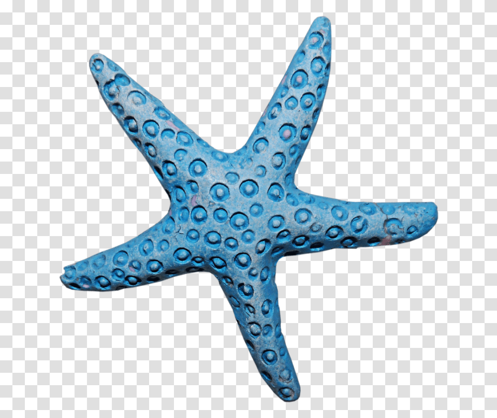 Starfish Clipart Aqua Coral, Invertebrate, Sea Life, Animal Transparent Png