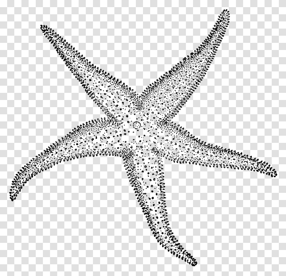 Starfish Clipart Etc Sketch Of Star Fish, Cross, Sea Life, Animal Transparent Png
