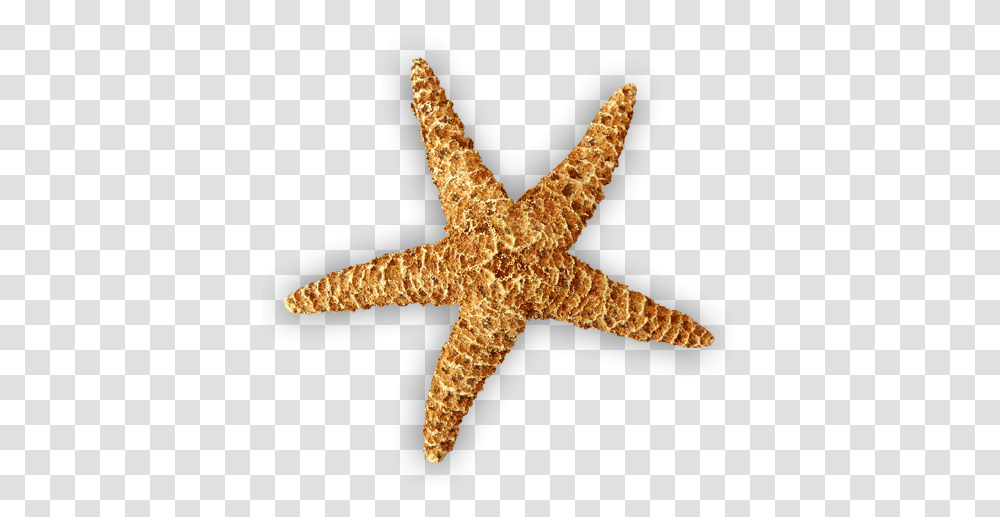 Starfish Clipart Free Download Realistic Star Fish Clip Art, Invertebrate, Sea Life, Animal, Lizard Transparent Png